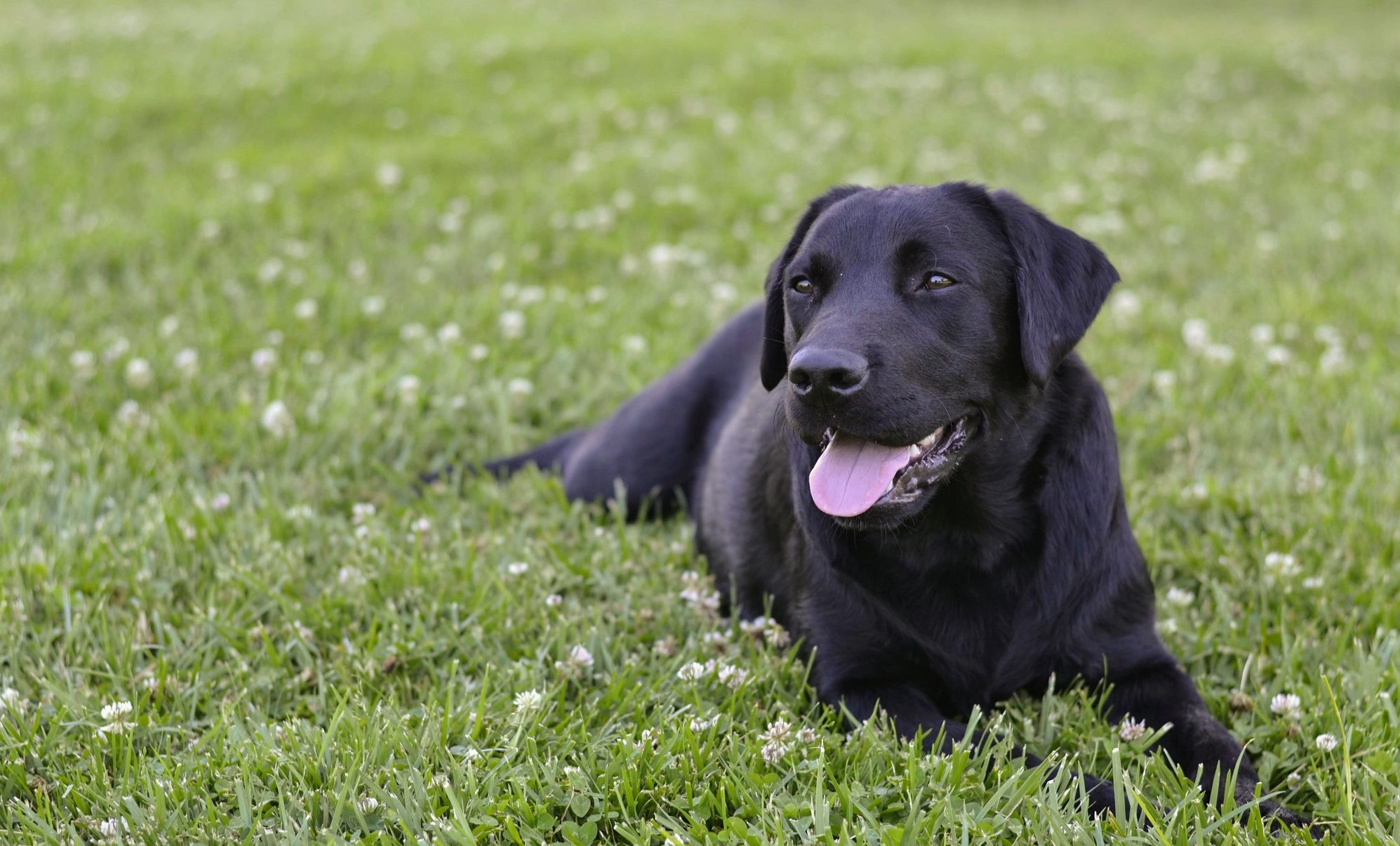 Black labrador on green field