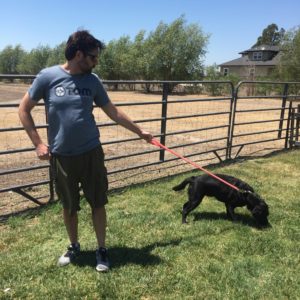 Man and dog on grass in front of a fence. Dog is sniffing grass.