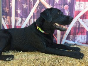 Black Labrador on hay bale in front of American-flag themed backdrop