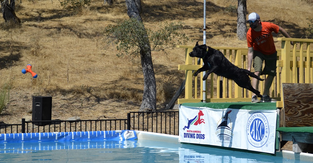 Black Lab jumping into large pool after orange bumper toy