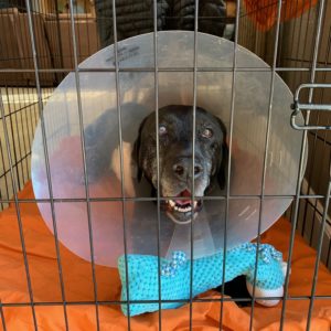 Elderly black labrador in a crate with a medical cone around her neck and blue stuffed animal at her feet